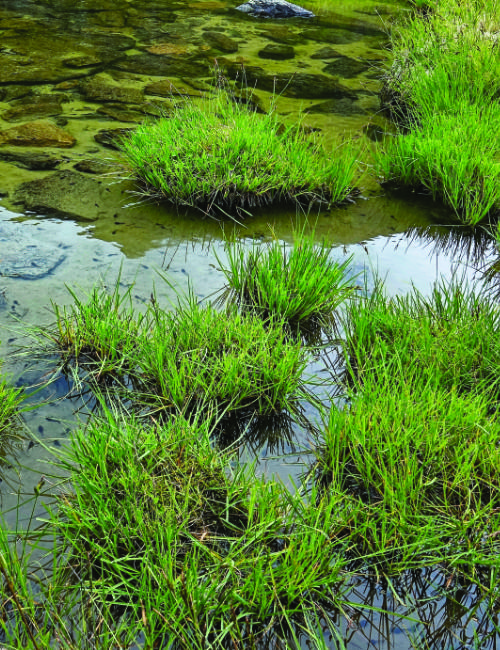 Platzertal Moorlandschaft